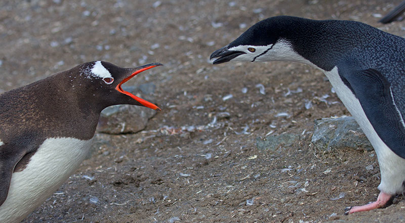 Gentoo and chinstrap penguins diverged about 14 million years ago. ©Candice Gaukel Andrews