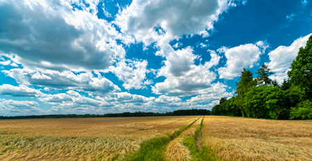Loire Valley Wheat Loire Valley Wheat