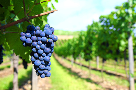 grape grape