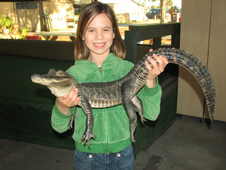 baby crocodile baby crocodile