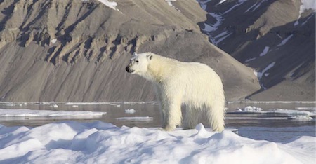 See Polar Bears in Greenland