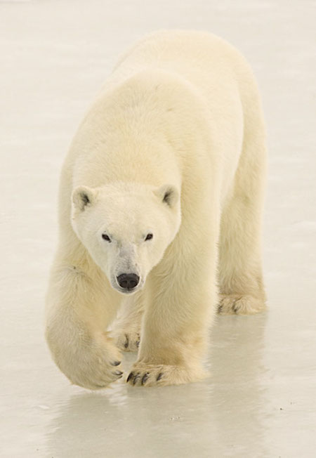 Subzero Photography Churchill Polar Bear Tours Subzero Photography Churchill Polar Bear Tours