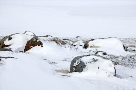 Subzero Photography Churchill Arctic Hare Subzero Photography Churchill Arctic Hare