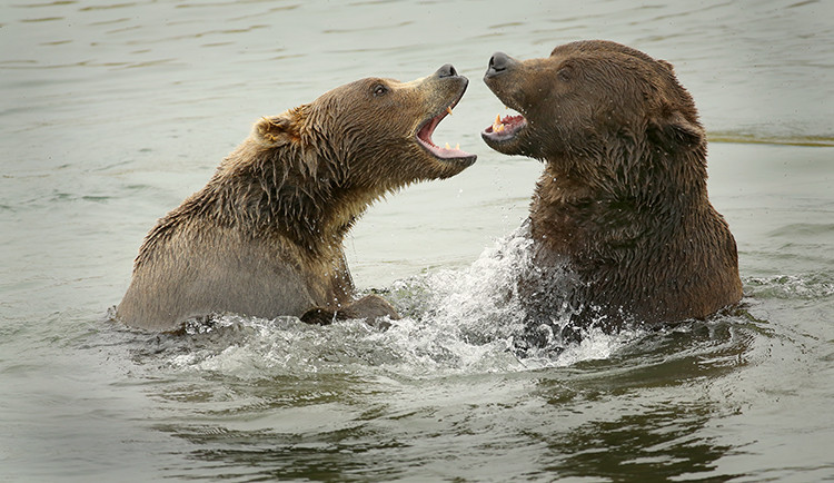 Two grizzlies