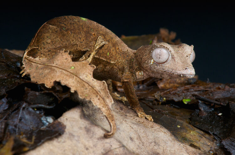 satatinic leaf tailed gecko, strange creatures of madagascar