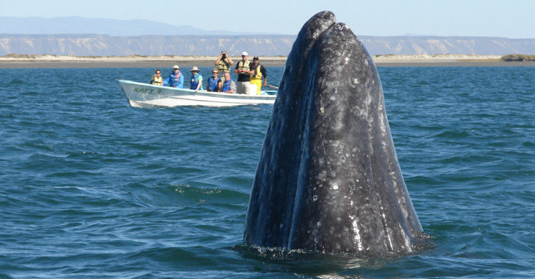 Gray whale spy-hopping on Baja whale watching tour
