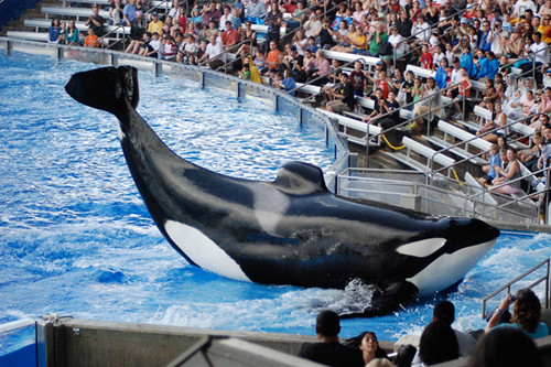 SeaWorld critics are not only upset with the tricks the orcas are forced to perform for large crowds but with the very fact of their captivity. ©Josh Hallett, flickr