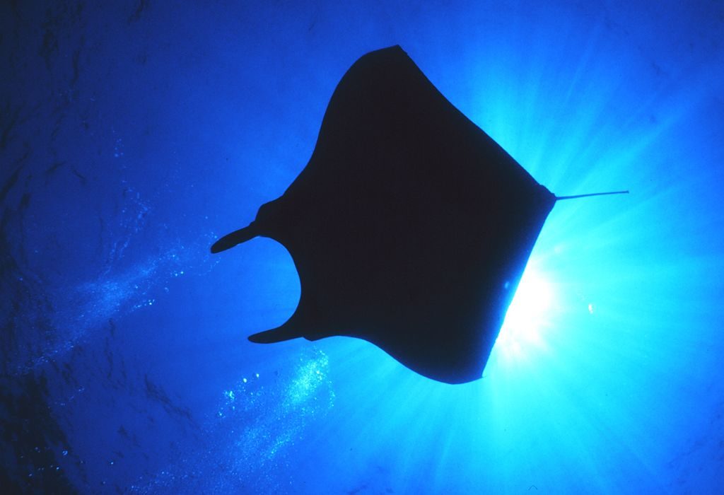 A gliding manta ray, silhouetted by the sun. Photo by Jackie Reid, National Oceanic and Atmosphere Association. 
