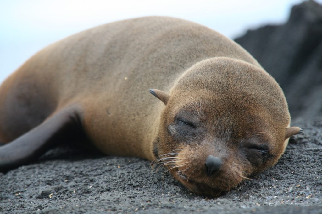 A sleeping sea lion pup, photographed by Greg Courter. ©Natural Habitat Adventures