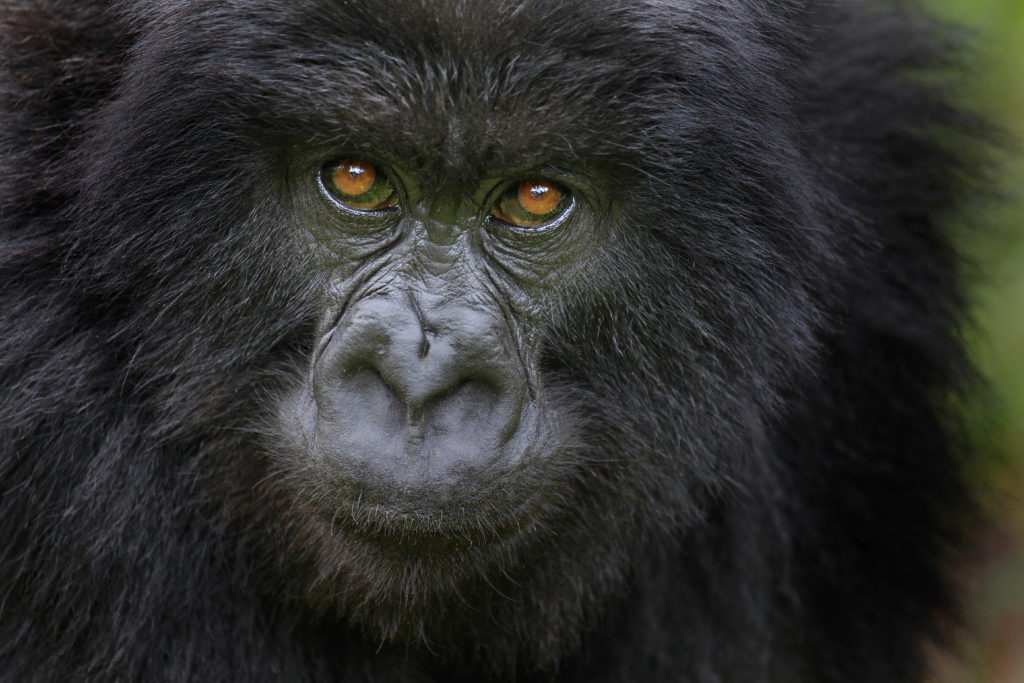gorilla face, Uganda