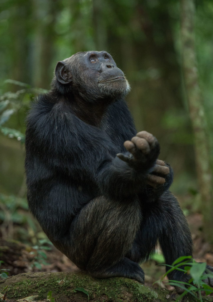 Gorilla thinking, Uganda