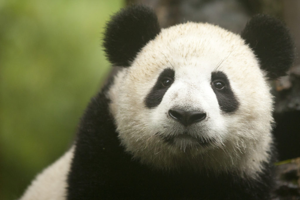giant panda, China