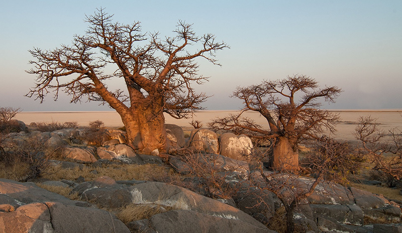 baobab trees, Botswana