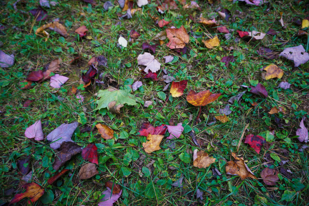 New England Fall Foliage, Vermont by Sabine Bergmann
