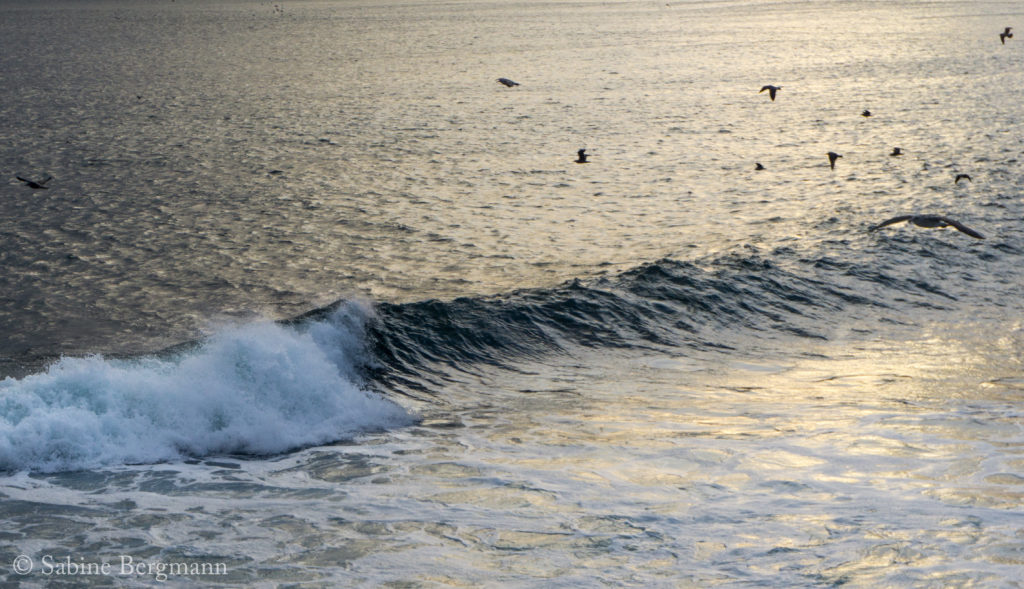 seagulls circle above the Pacific ocean, Big Sur, California by Sabine Bergmann