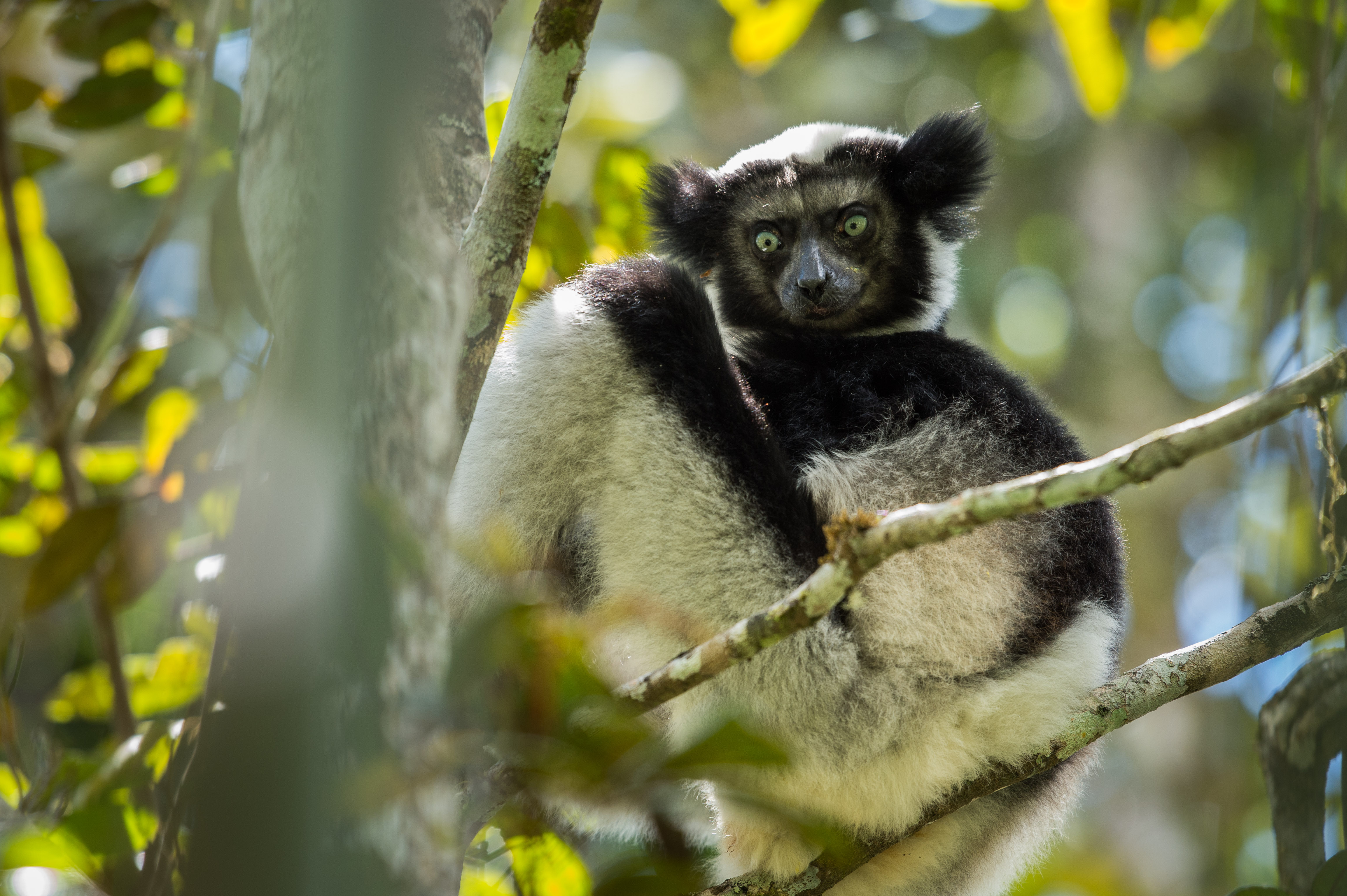 Adventure Collection | Looking for Lemurs in Madagascar - Adventure  Collection